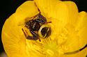 Synaema_globosum_D4929_Z_90_Les Gris_Frankrijk